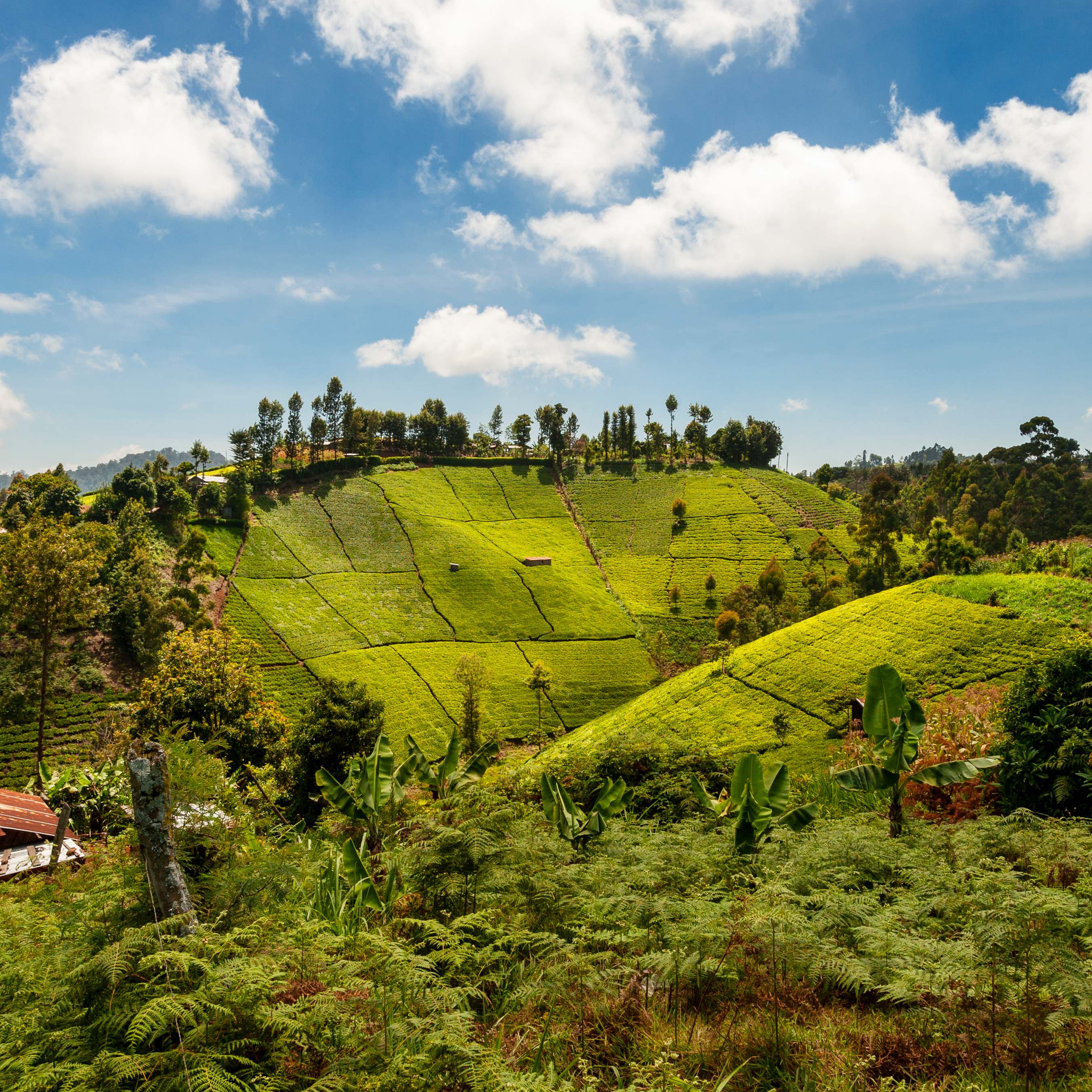 Kenya Trip Informational Meeting

September 28, 11:30 AM – 12:30 PM | Room 312
Join us for an informational meeting for people interested in traveling to visit our mission partners in Kenya in July 2026.

Learn More

